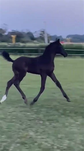 HP Lafasino (Las Vegas x Apache x Furst Romancier)