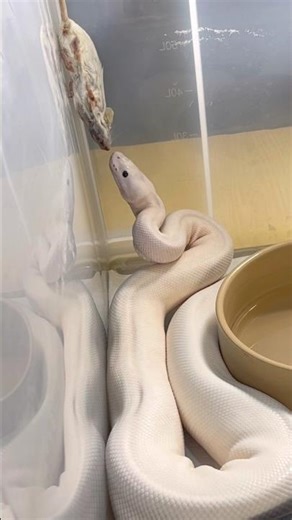 OROCHIMARU | Super Fire Royal / Ball Python | #strike #short 💀🎬 (05.11.25)