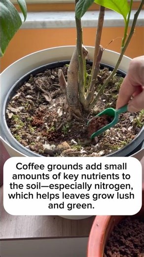 Boosting My Lemon Tree with Coffee Grounds 🍋🌱