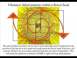 🌻 A reason for the Divine Proportion Phi in Nature and Science 🌻