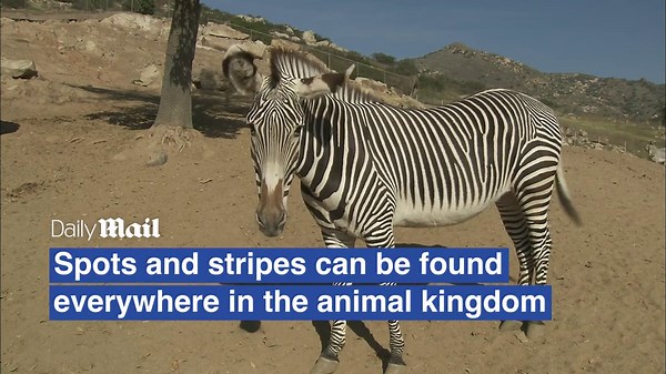 Spot on! Scientists crack the code behind animal spots and stripes