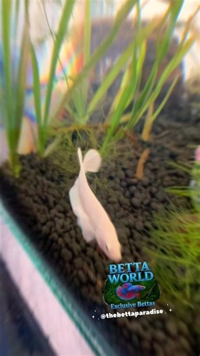 Unboxing betta fishes #bettafishuae #fish #bettafish #bettadumbo #aquariumtanks