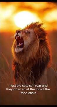 Meet the Cat Family: Small Cats vs Big Cats