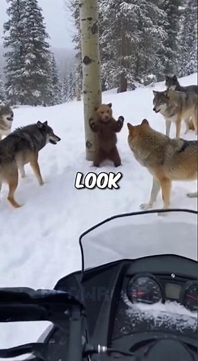 🐻 He Was Fighting & Crying For His Life... 🐻🥺 #shorts #bear