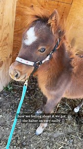 George’s tiny toes🥹🐴 | Katie Van Slyke