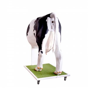 Emma Cow - Advanced simulator for artificial insemination (AI) of the cow