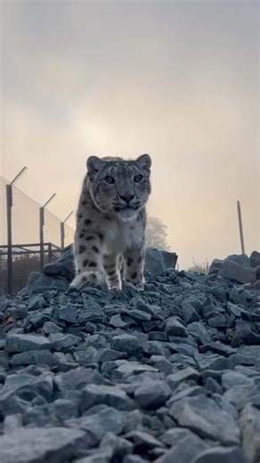 Nieva the snow leopard enjoying the misty autumn evening at the Zoo. Listen closely to hear her distinctive ‘chuffing’ which is a positive social interaction with her keepers 😍 | Northumberland Zoo