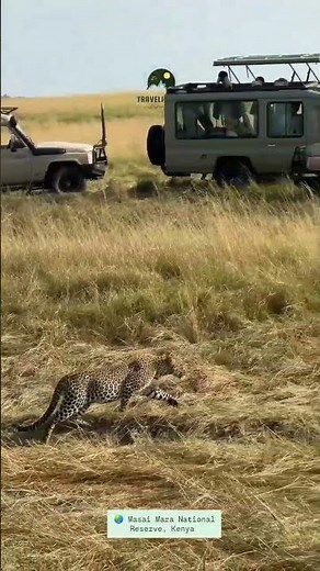 Leopard Climbing Down from Tree | Masai Mara National Reserve Kenya | Traveliology