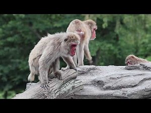Monkey Glaring with a Low Grunt: An Intense and Threatening Scene