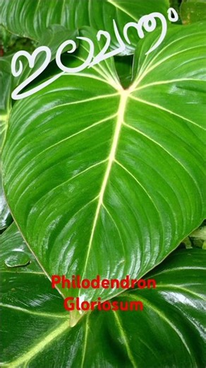 Philodendron Gloriosum😍ഫിലോഡെൻട്രോൺ ഗ്ലോറിയോസം..