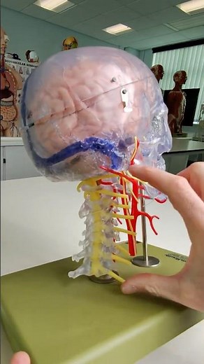 8 cervical spinal nerve roots but only 7 cervical vertebrae #anatomy