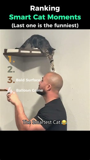 Ranking smart Cat Moment Part 1 😂🐱 #funny #cats #funnycats #smart #shorts #dontlaught