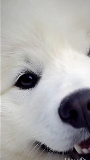 The Samoyed: The Smiling Cloud #dogs #pets #samoyed