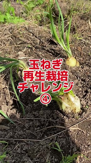 玉ねぎ再生栽培: 芽が出た玉ねぎ栽培の方法