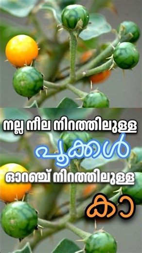 കണ്ടാ വിട്ടേക്കല്ലേ കണ്ടകാരിചുണ്ട #tips #plants #farming #garden