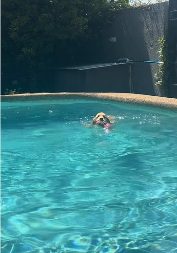 Temporada de piscina con Kira, la golden retriever