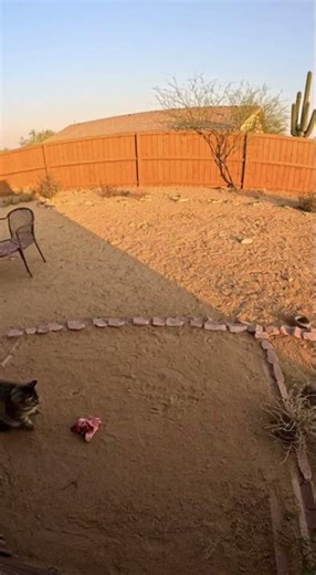 Cat vs Coiled Snake! 🐱🐍 Intense Backyard Showdown
