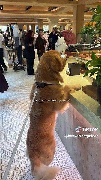 sorry… he insists on ordering himself #goldenretriever #fyp #cutedog #doglife #dogsoftiktok