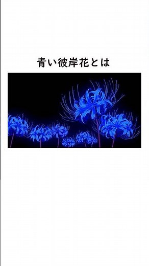 Did blue spider lilies exist?