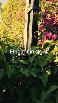 Ibiza Takeover: Sa Cappella and UNVRS projects