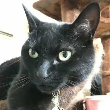 [Talking Black Cat] Day 300: "Haste Makes Waste" (CV: Psychic Rental Dad) #blackcat #singingcat #...