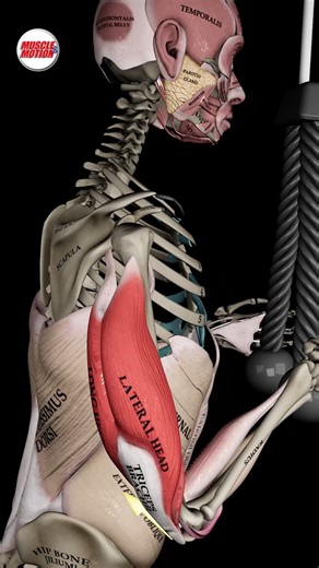 Muscle and Motion on Instagram: "When you hear “triceps,” you probably think of your arms, right? 💪 But there’s another triceps in your body, and it’s not in your arms! The word triceps comes from Latin. Tri means “three,” and ceps means “heads.” That’s right, triceps literally means three heads. In your arms, the triceps brachii straighten your elbow and help you push. In your legs, the triceps surae, better known as your calves, straighten your ankle and help you walk, run, and jump. S