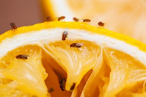 10 Best Ways to Get Rid of Pesky Fruit Flies