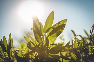It Turns Out, Photosynthesis Only Takes One Photon