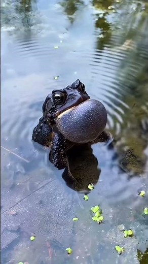 Part 1| Frog sounds #wildlifeentertainment #wildlifeshorts #FrogSounds #Frogs #frogvideos