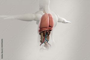 Human anatomy, body rotation showing organs in chest cavity.