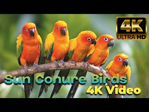 Sun Conure Sounds|Conure Sound|sun conure bird|Bird Talking|Jungle sounds