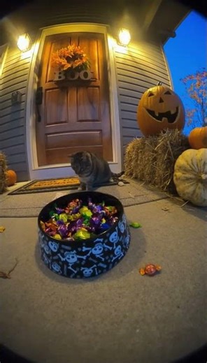 Cat gets jump-scared by skeleton hand guarding the candy bowl