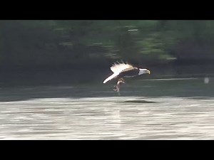 Bald Eagle Catching a Fish - Unique Hunting Method