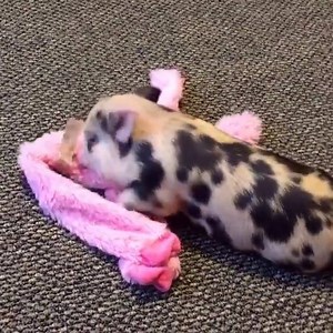 262K views · 6.1K shares | Piglet loves her stuffed toy =) | Pet Videos Daily | Facebook