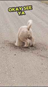 Whoodle dog gets to digging!! #cutepets #doglover #funny #whoodles | Paws for a Moment