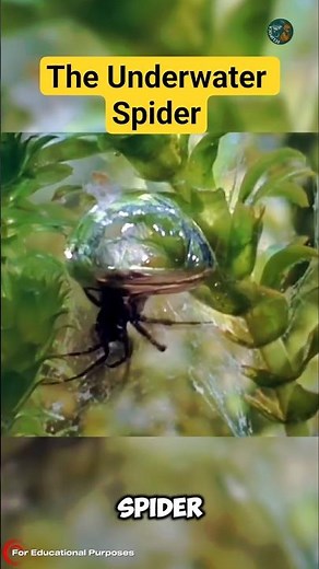 How the Diving Bell Spider's Underwater Bubble Works. #documentary#usashorts#fyp