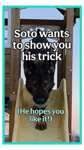 German Shepherd does a dog trick #dog #germanshepherd #cutedog #dogtraining #dogtricks