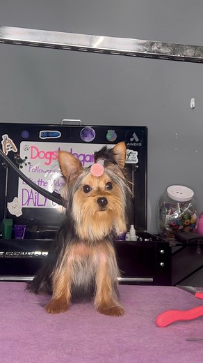 Adorable Yorkie Baby Gets First Haircut | Dog Grooming Experience