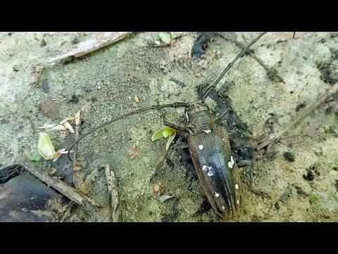 Batocera rubus large longhorned beetle