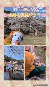 パペラスカルくん、日本三大桜「根尾谷淡墨ザクラ」を見に行く！♪ #根尾谷淡墨ザクラ #日本三大桜 #桜 #パペット #ラスカル