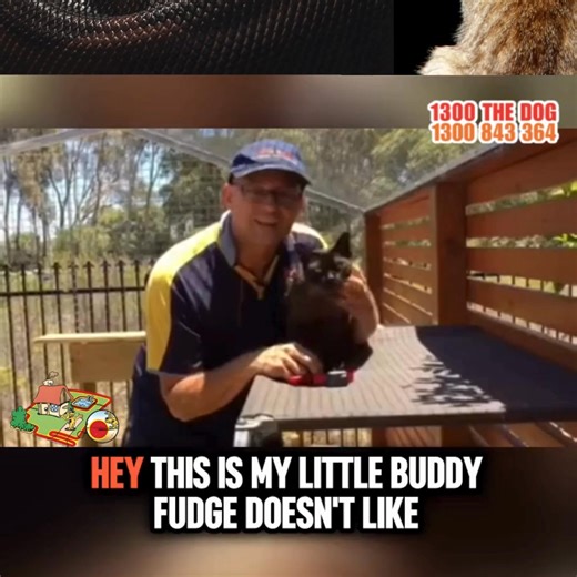 12 shares · 8 comments |  Fudge Nearly Lost His Life to a Snake ...