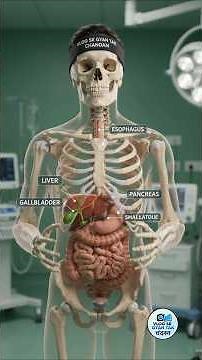 🦴💀 Human Digestive System Explained in 3D 🥗 | Complete Food Digestion Journey 🔬🩺
