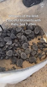 79K views · 4.3K reactions | Peaceful Moments with Baby Sea Turtles ✨ Need a moment of peace? Listen to the soft sounds of baby sea turtles moments after hatching. No talking. No chaos. Just adorable baby sea turtle ASMR. | Sea Turtle, Inc | Facebook