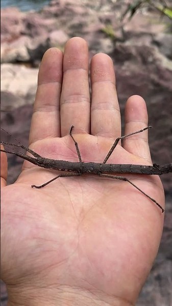 The Amazing Transformation of a Stick Insect