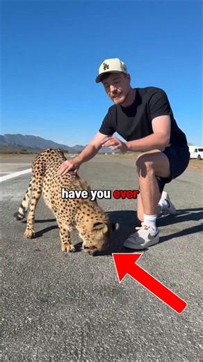 why cheetahs don’t attack humans!!!🧐