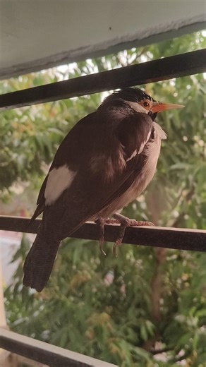 Birds in my Window 🖤🪟 #birds #nature #wildlife