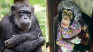 Sad news. Choppers - the last of the original PG Tips chimps - has died at Twycross Zoo, aged 48. She played the "tea lady" in the classic adverts. http://bbc.in/1VmJHfb | BBC Leicester