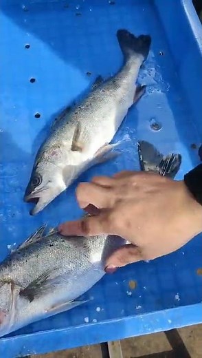 High Pressure Water Fish Scaling Machine | Standalone Commercial Descaler#seafoodprocessing