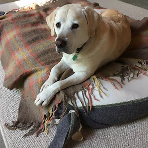 Hemp Hulls - Hemp Sand Mattress Filling