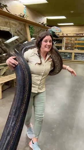 The Reptile Zoo | MOVIN’ SNAKES!! 🐍 There’s probably a more efficient way to do this 😆 but this is our preferred method and it does no harm 😁 we like to show... | Instagram